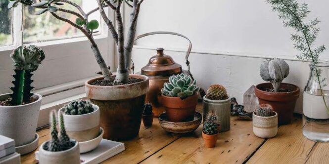 Top Cacti for Your Office Desk - Workplace Decorations