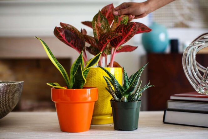 The 5 Indoor Plants That You Should Have In Your Home