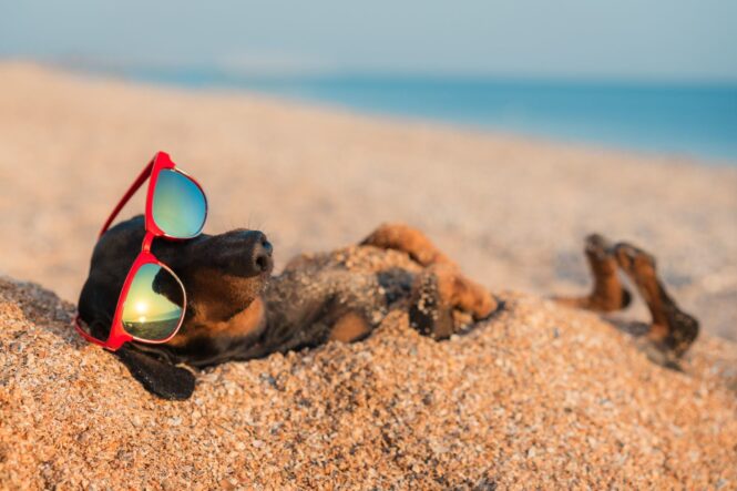 Best Tips To Go To The Beach With Your Dog