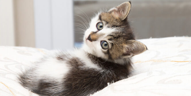 Vaccination for Kittens - Everything You Should Know 2022