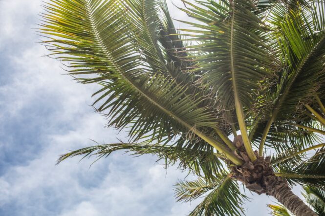 How Much Does it Cost to Take Down a Palm Tree in 2022