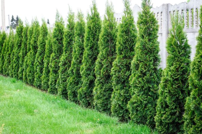 Best Privacy Trees for Hot Places - 2023 Guide