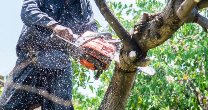 5 Tips for Finding Affordable Tree Removal Services - 2022 Guide
