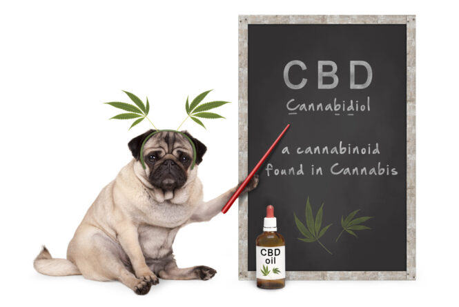 How CBD Oil For Horses Can Help your Pet