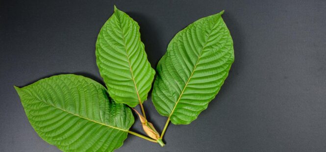 Kratom Strains – Understand the Differences