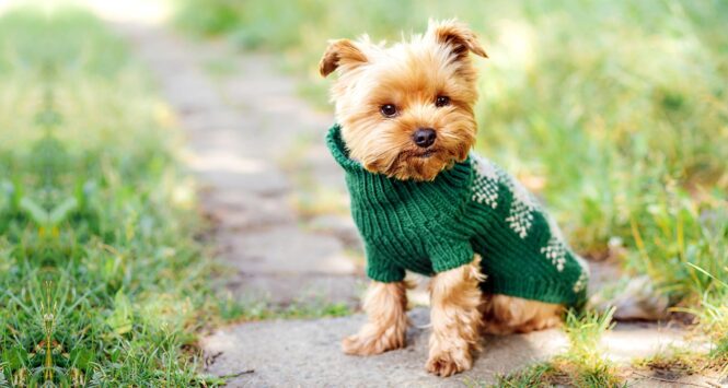 6 Common Myths and Facts About Sweaters and Jackets for Dogs