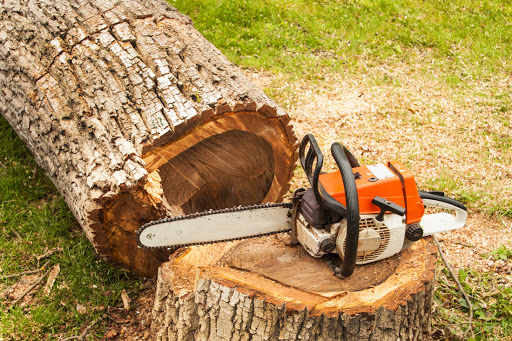 Top Things to Look for when Hiring a Professional Tree Service