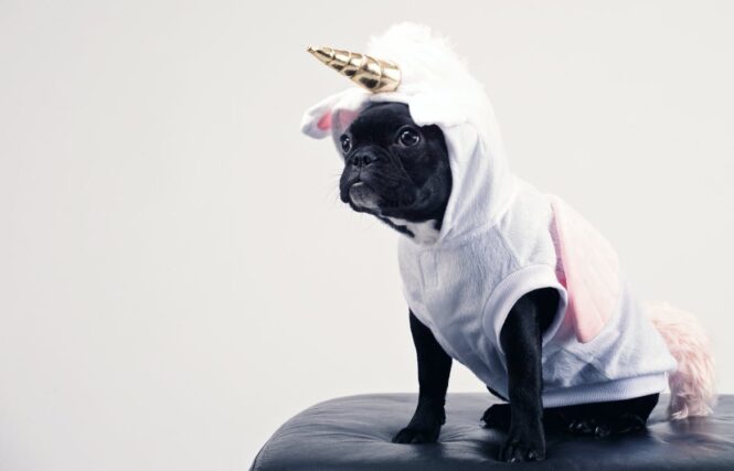 Guides To Dressing Up Your Pet Safely And Comfortably
