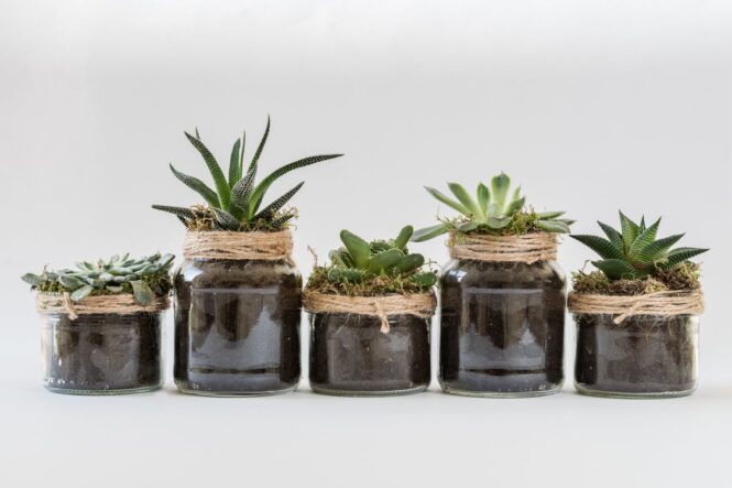Benefits of Growing Succulents In Your Home