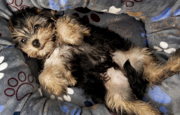 How to Train your Yorkie to Sleep in its Own Bed