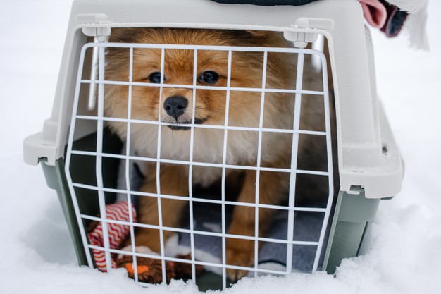 Steps of Finding the Best Traveling Crate for your Dog
