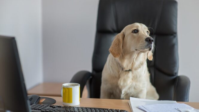 Forget Humans: Your Office Needs A Dog