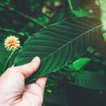 An In-Depth Look at How Kratom Is Grown, Harvested, and Processed