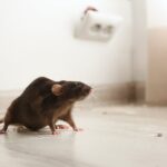 The Dangers of DIY Rodent Control: Why Professional Rat Control is Essential