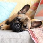 13 Best Dog Breeds for Small Apartments