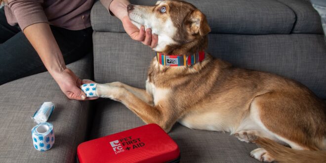 Pet First Aid - Save Your Beloved Companion's Life