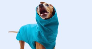 Pet Fashion Myths Busted-Do Dogs Really Enjoy Wearing Clothes