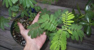 Cultivating The Enigmatic Mimosa Hostilis-A Comprehensive Guide