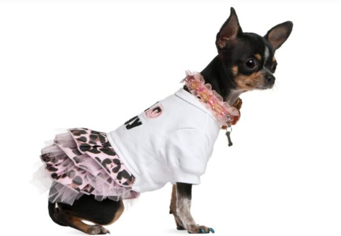 dog dresses like girl