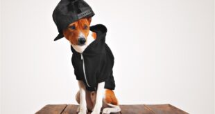 street-fashioned dog